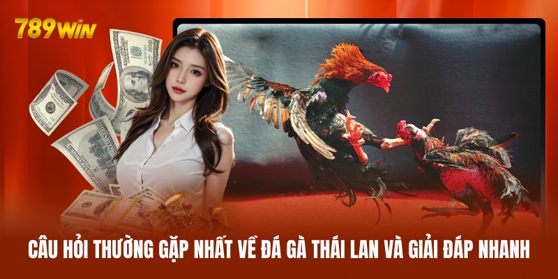 Câu hỏi thường gặp nhất về đá gà Thái Lan và giải đáp nhanh Câu hỏi thường gặp nhất về đá gà Thái Lan và giải đáp nhanh